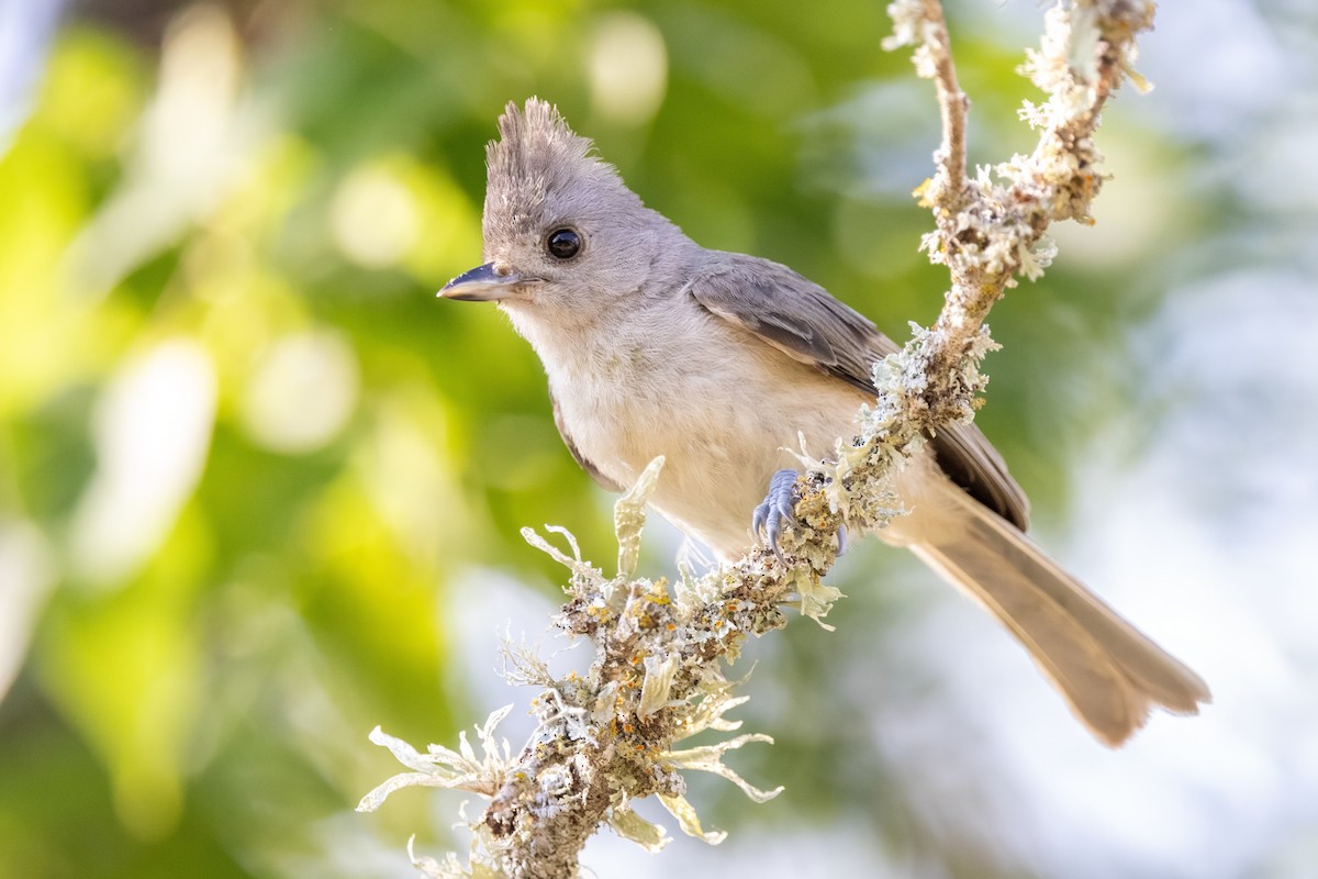 Black-crested Titmouse - ML620712213