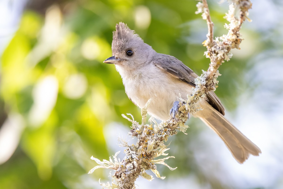 Black-crested Titmouse - ML620712222