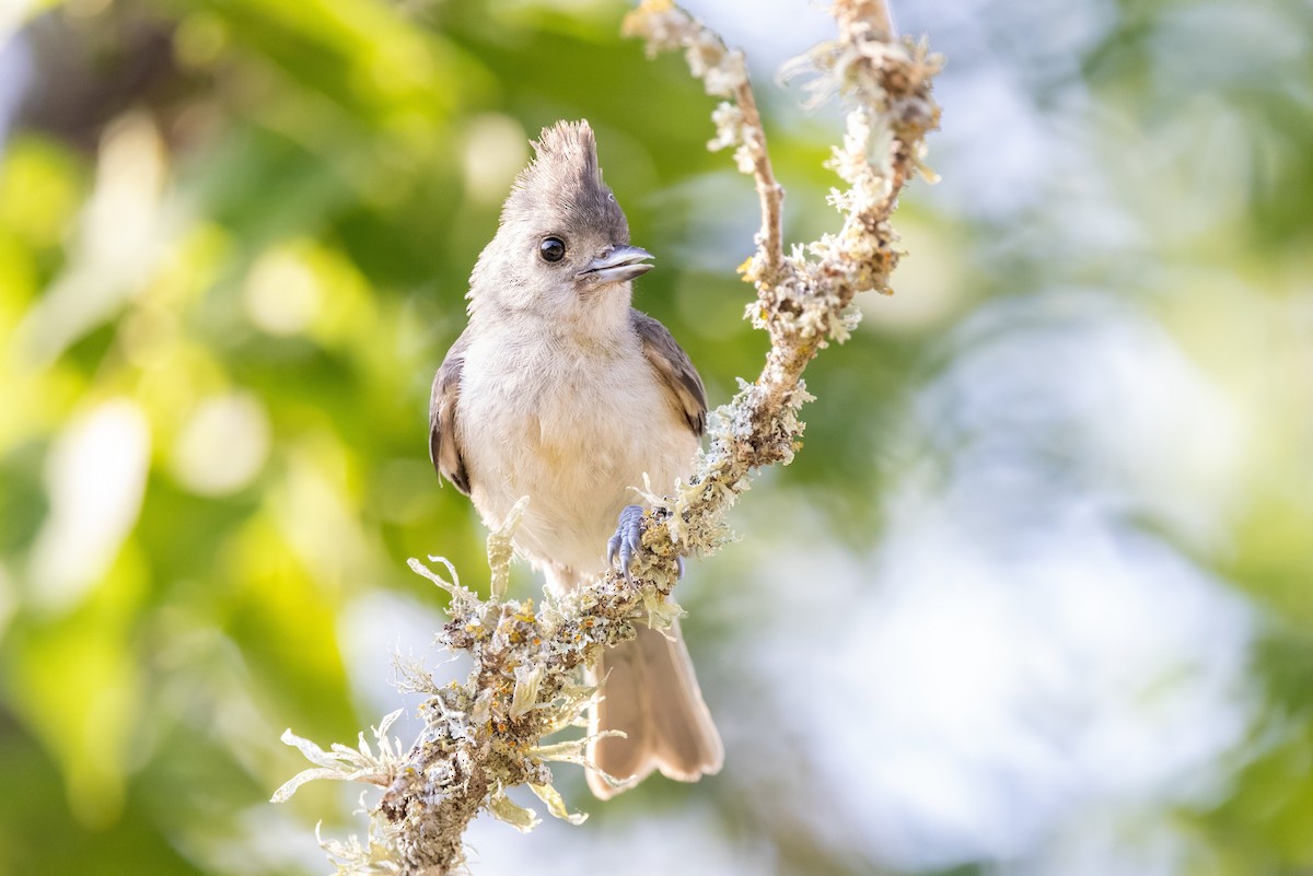 Black-crested Titmouse - ML620712229