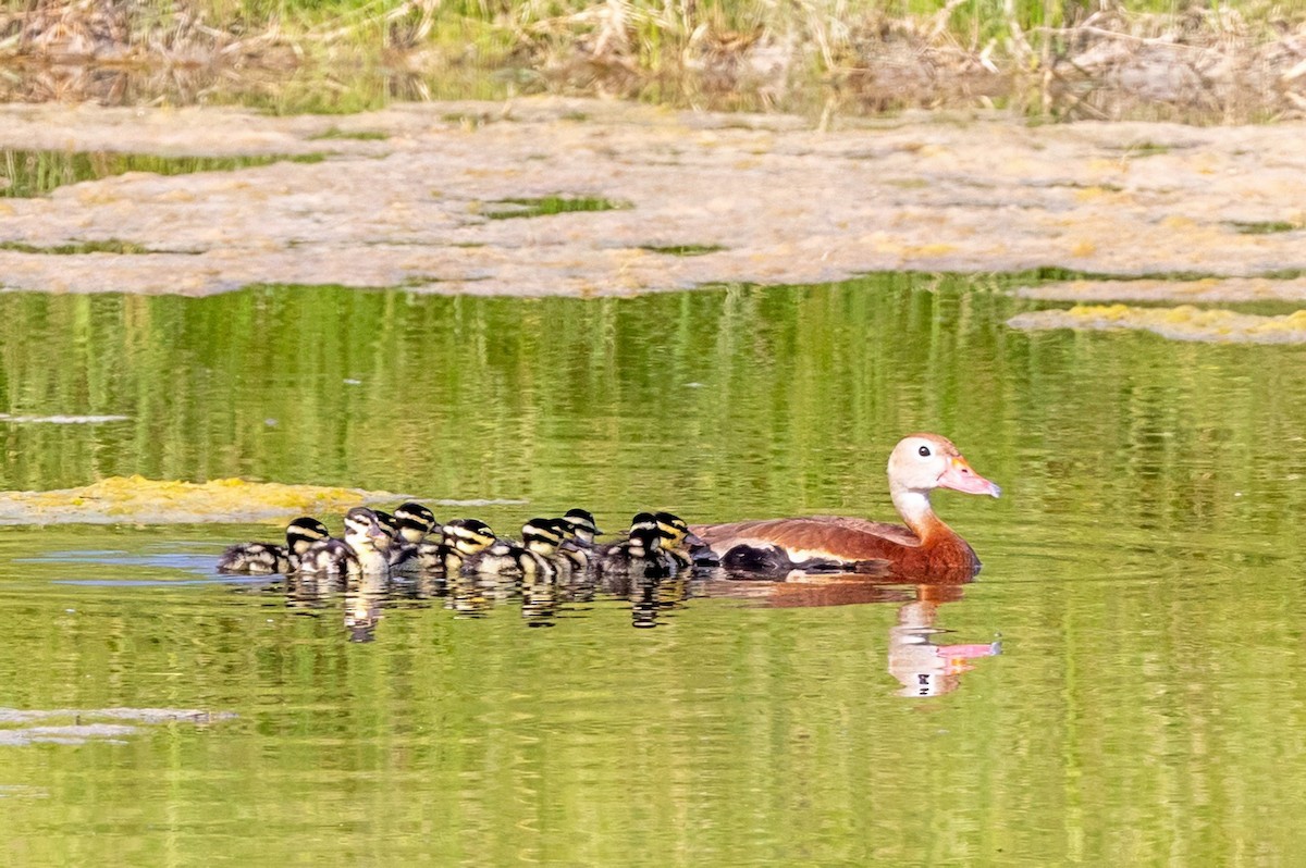 Black-bellied Whistling-Duck - ML620712249