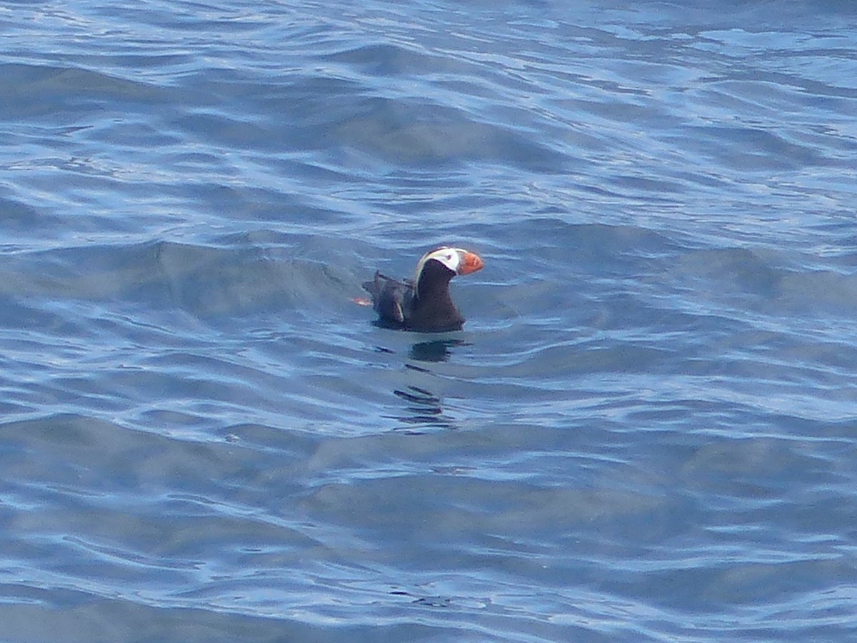 Tufted Puffin - ML620712250