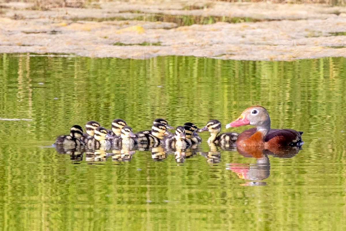 Black-bellied Whistling-Duck - ML620712257