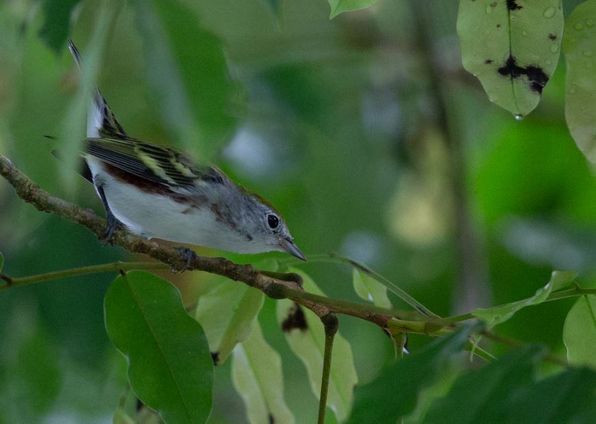 Chestnut-sided Warbler - ML620712258