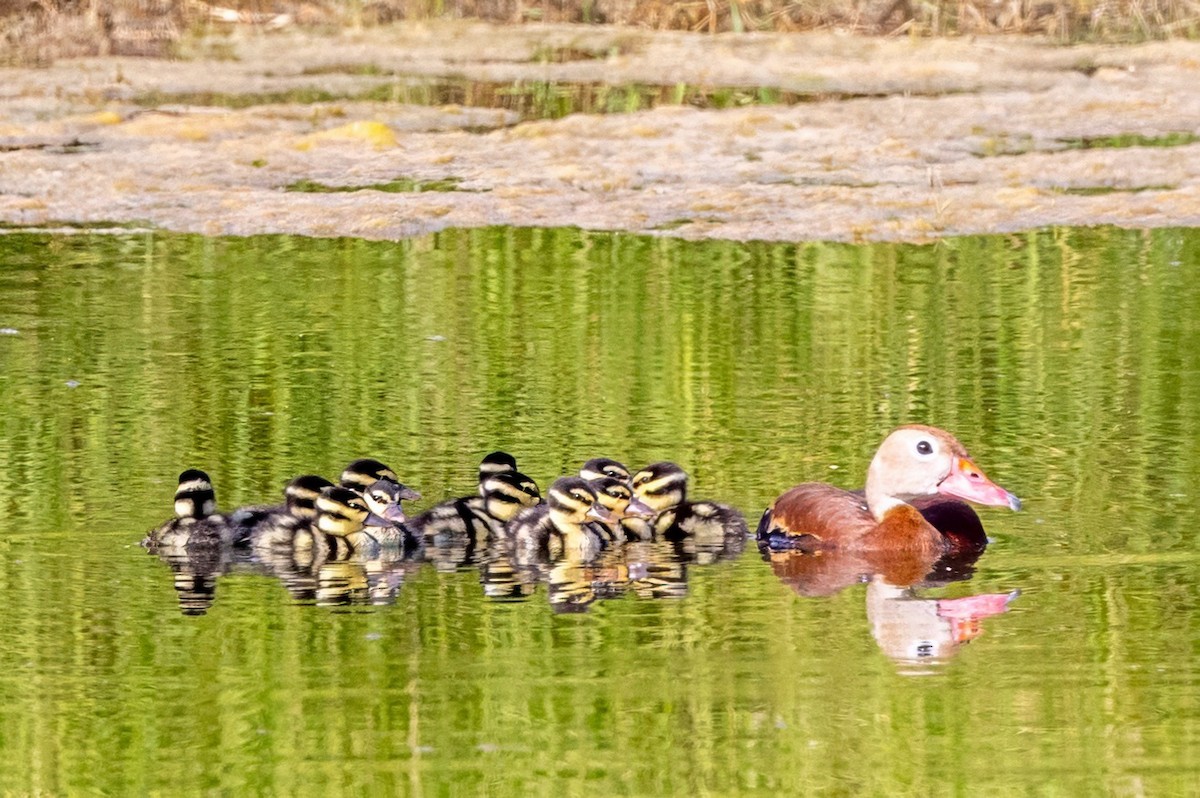 Black-bellied Whistling-Duck - ML620712265