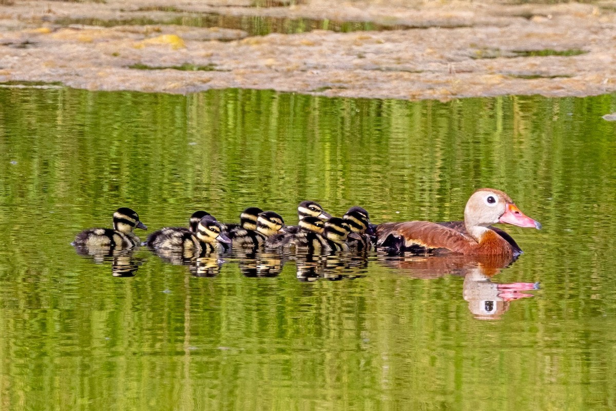 Black-bellied Whistling-Duck - ML620712267