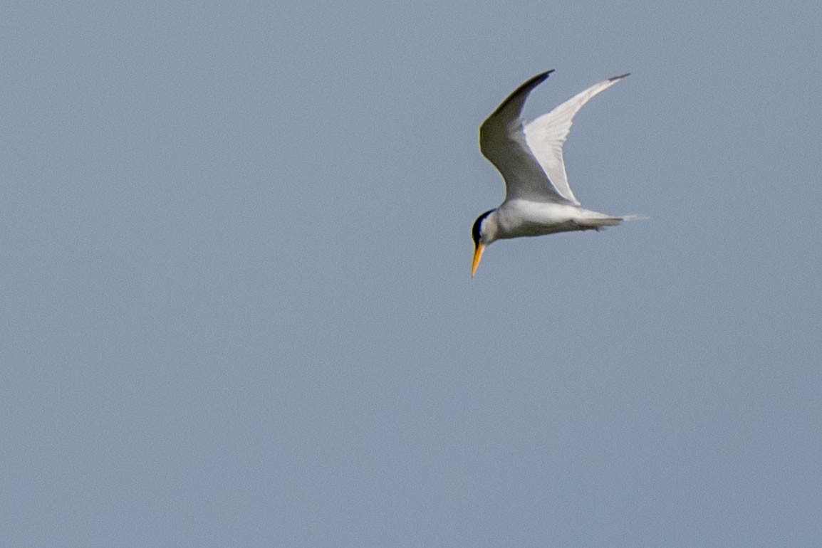 Caspian Tern - ML620712268