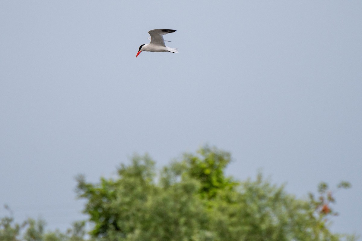 Caspian Tern - ML620712270