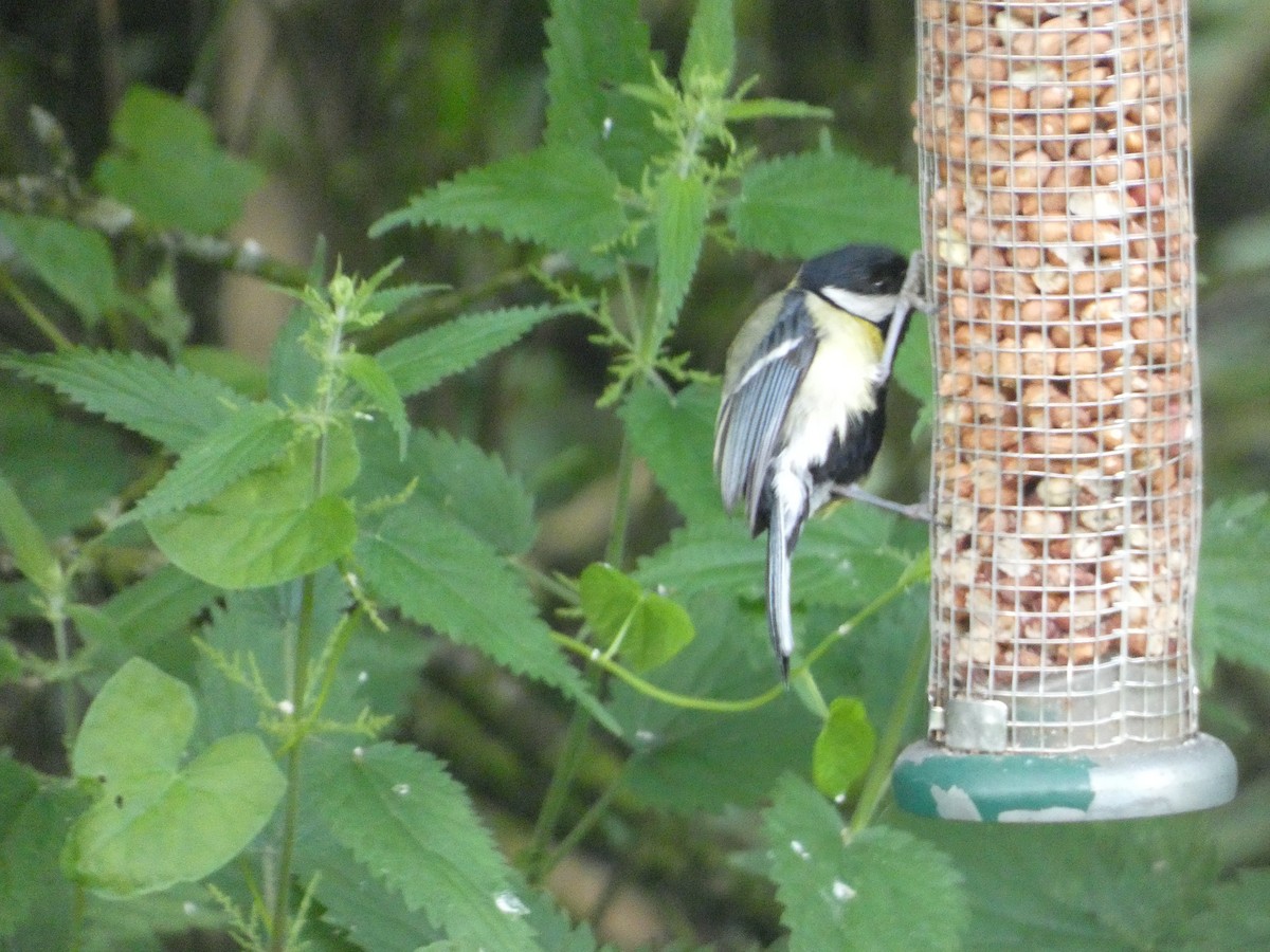 Great Tit - ML620712271