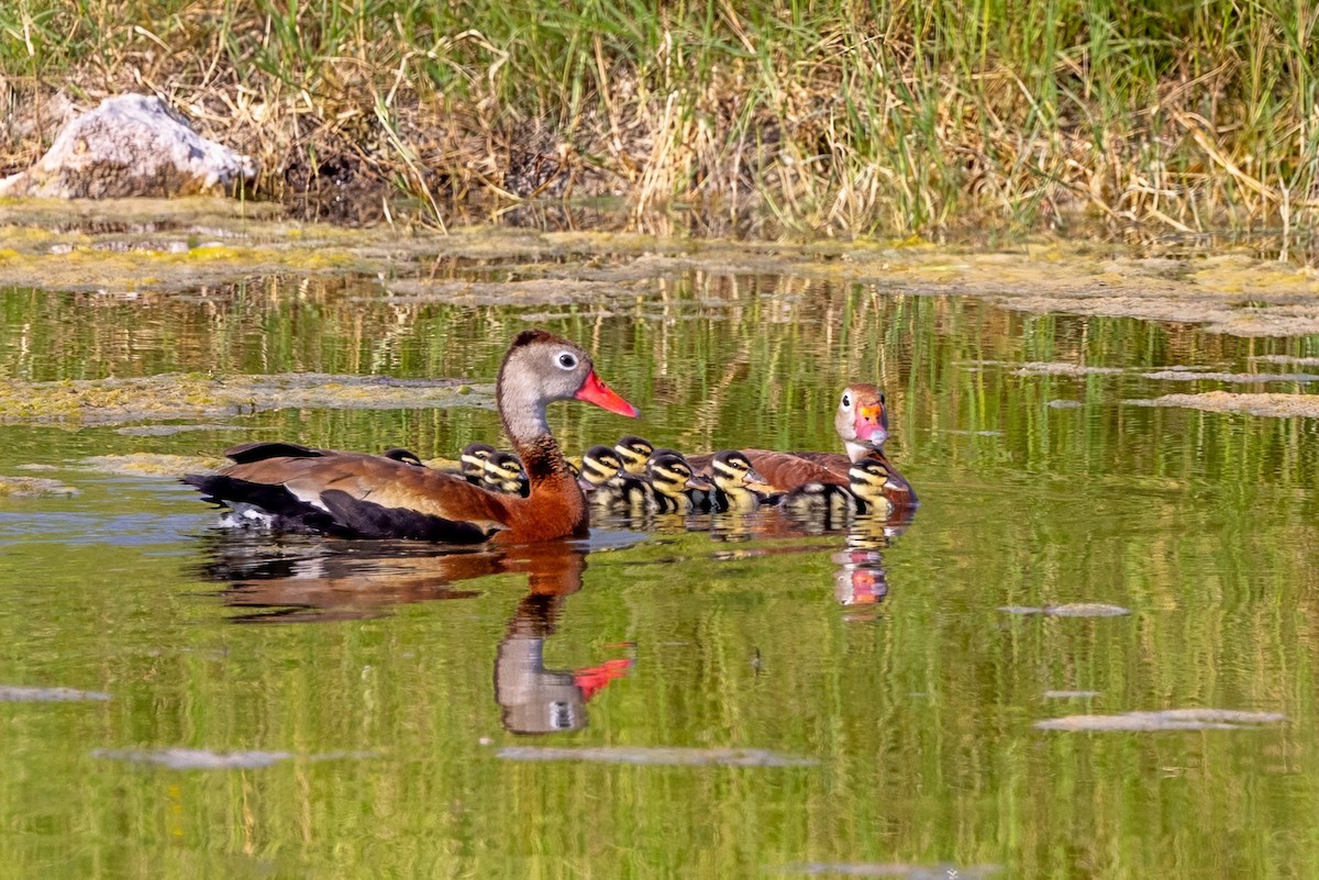 Black-bellied Whistling-Duck - ML620712276