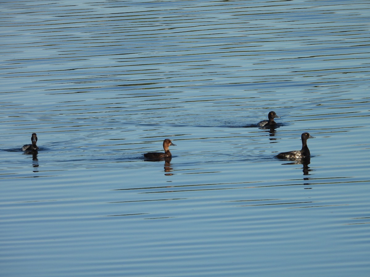 Lesser Scaup - ML620712278