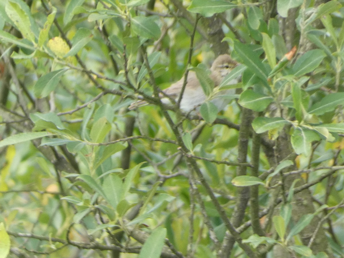 Willow Warbler - ML620712281