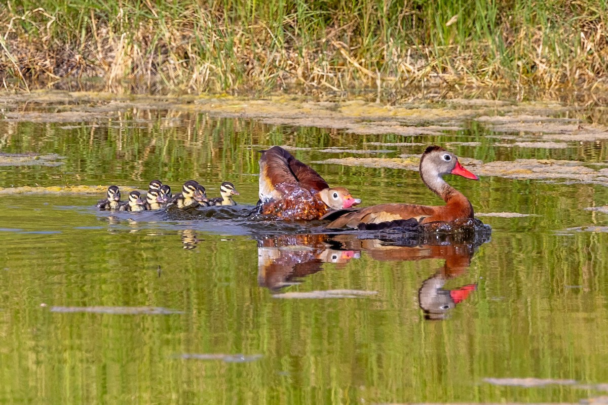 アカハシリュウキュウガモ - ML620712282