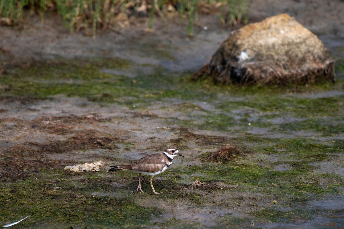 Killdeer - ML620712283