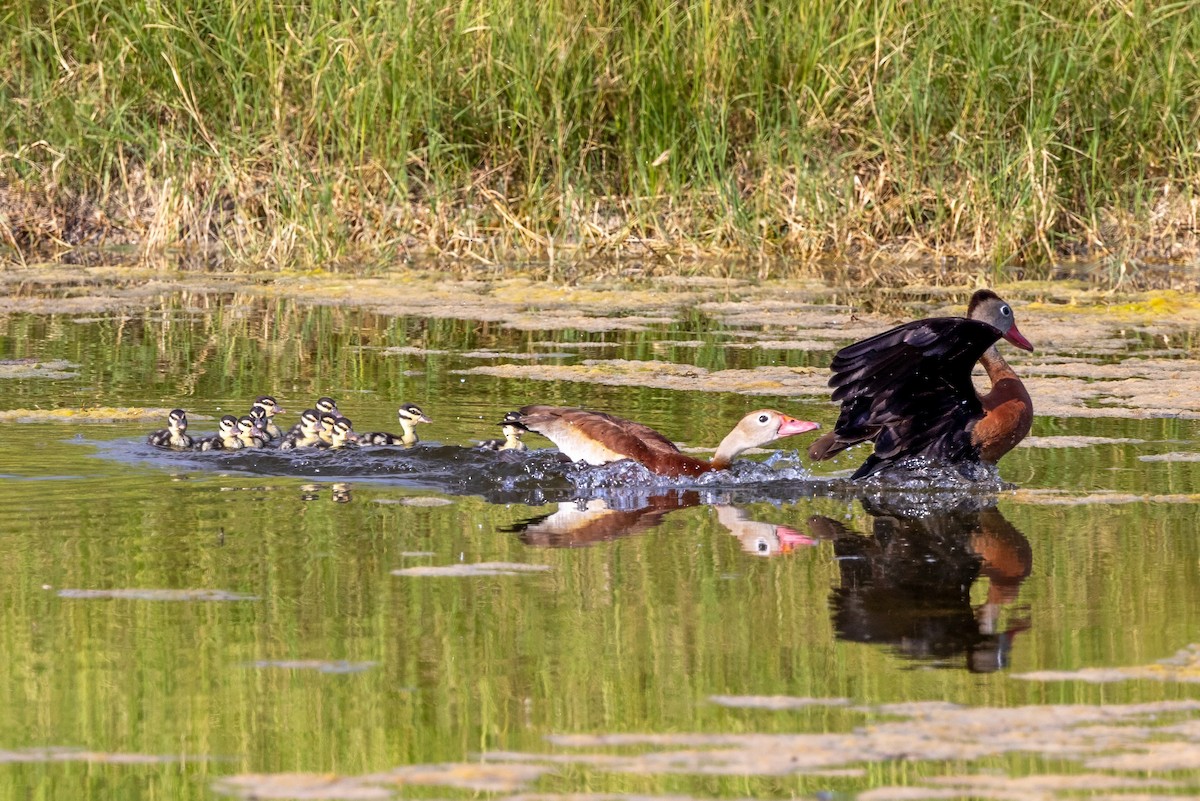 Dendrocygne à ventre noir - ML620712284