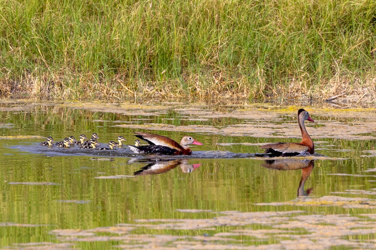 Black-bellied Whistling-Duck - Sandy & Bob Sipe