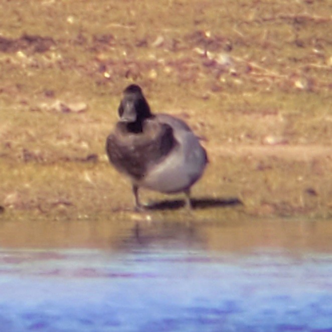 Lesser Scaup - ML620712286