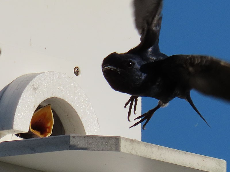 Purple Martin - ML620712290