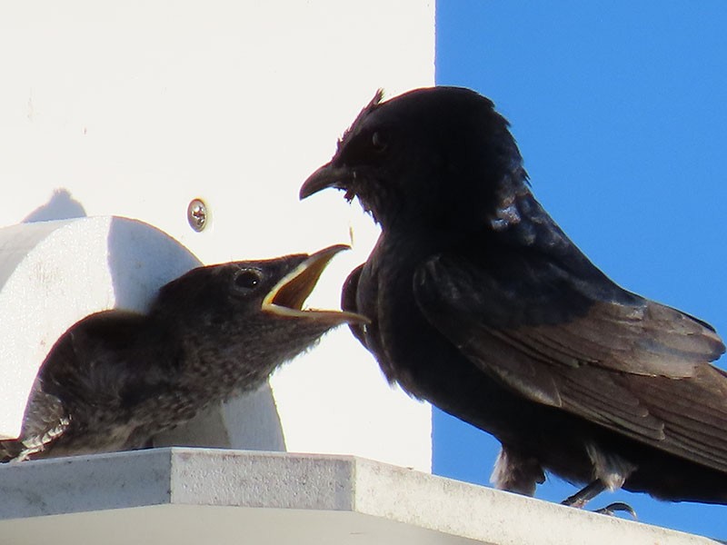 Purple Martin - Karen Lebing