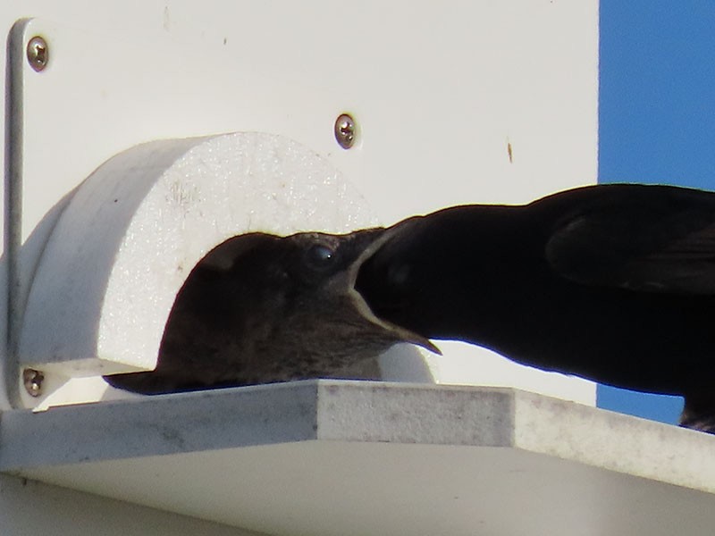 Purple Martin - ML620712292