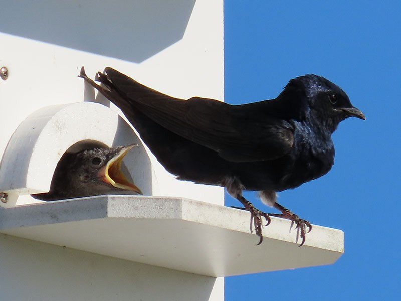 Purple Martin - ML620712294