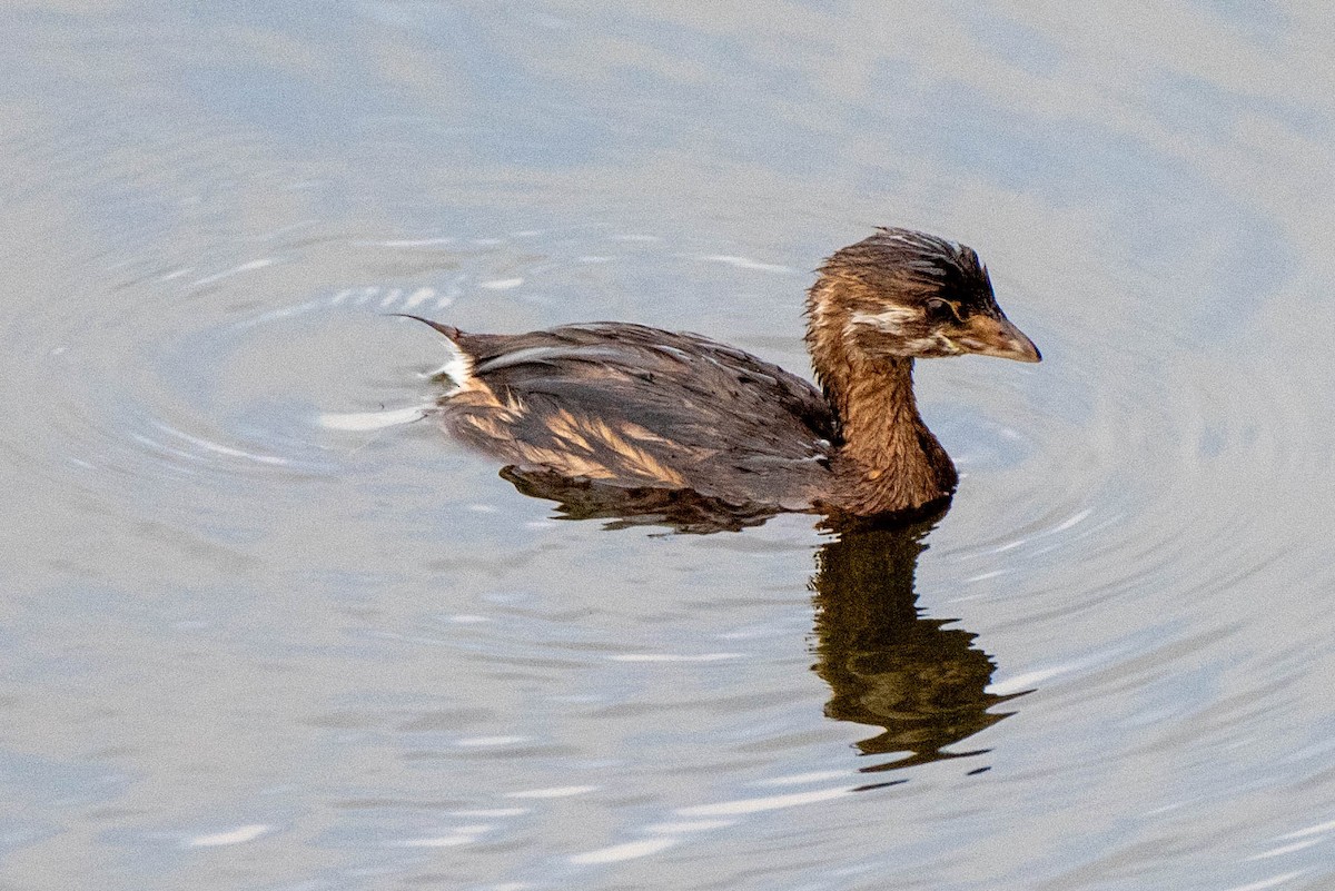 Pied-billed Grebe - ML620712298