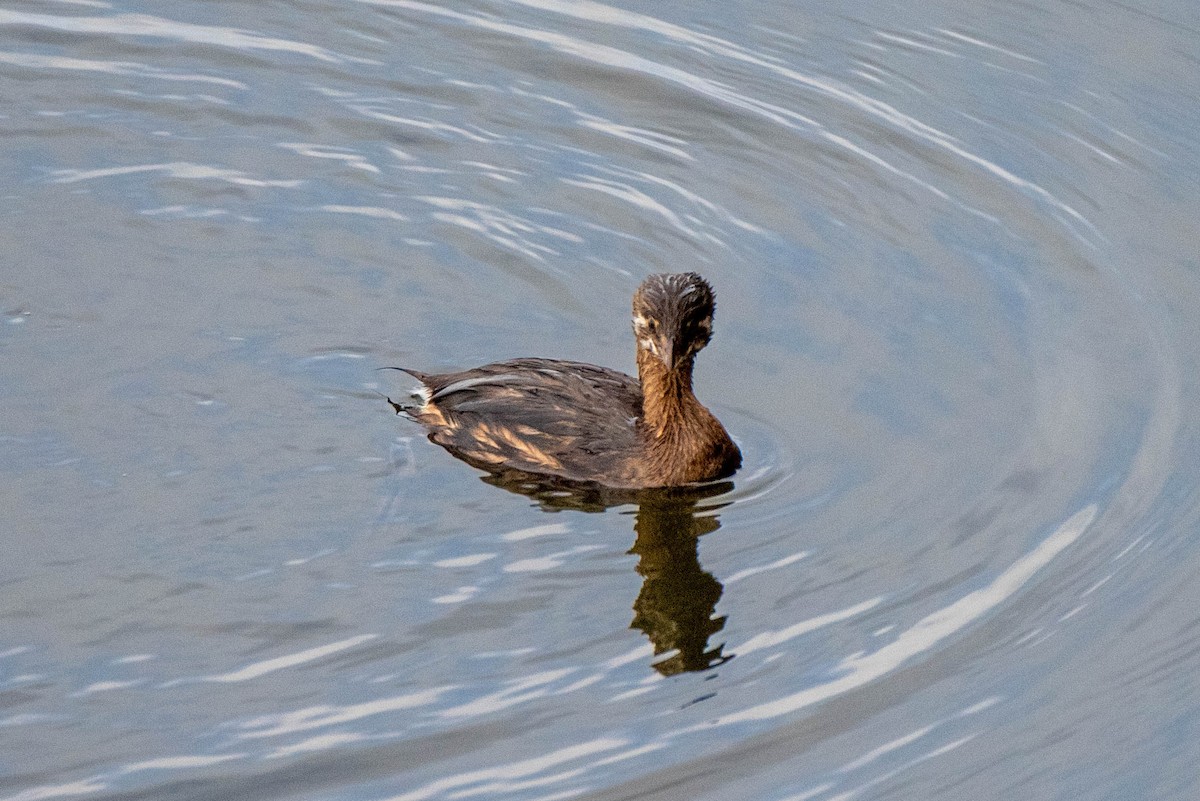 Pied-billed Grebe - ML620712300