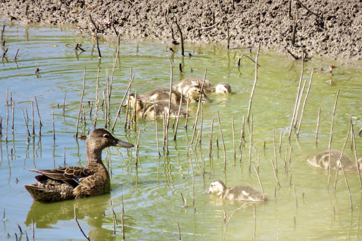 Cinnamon Teal - ML620712304