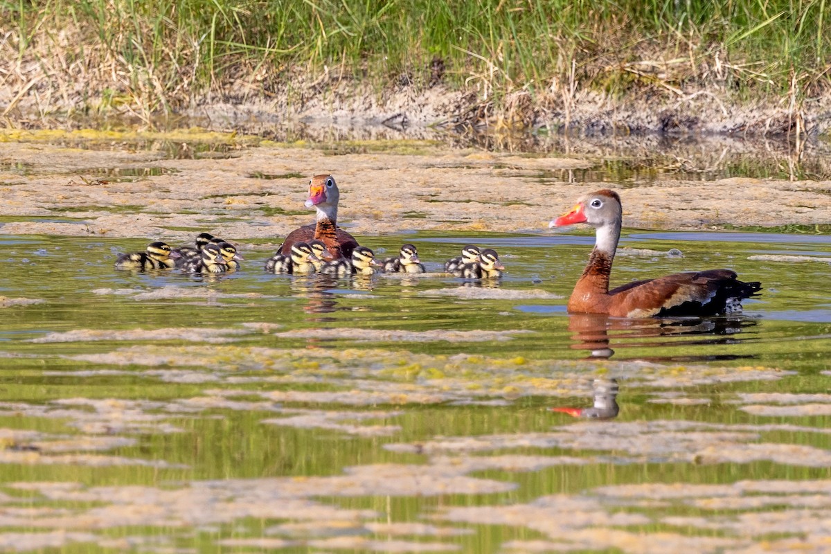 Black-bellied Whistling-Duck - ML620712305