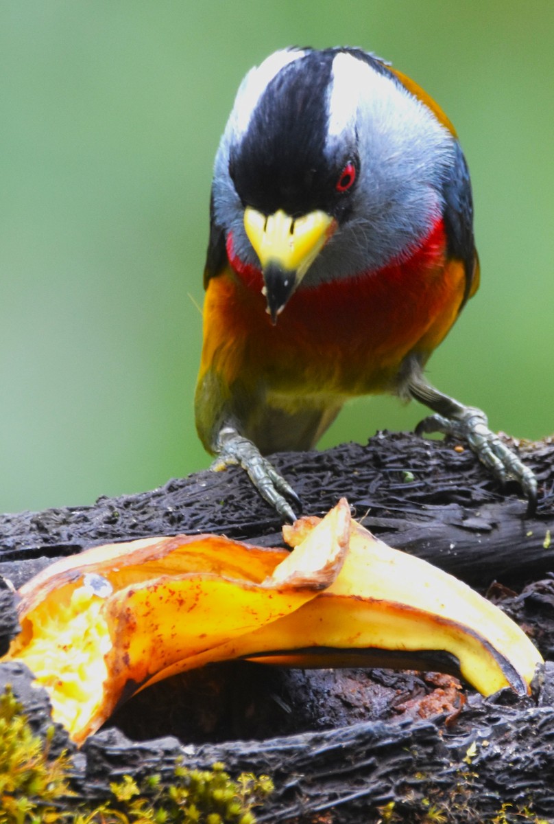 Toucan Barbet - ML620712308