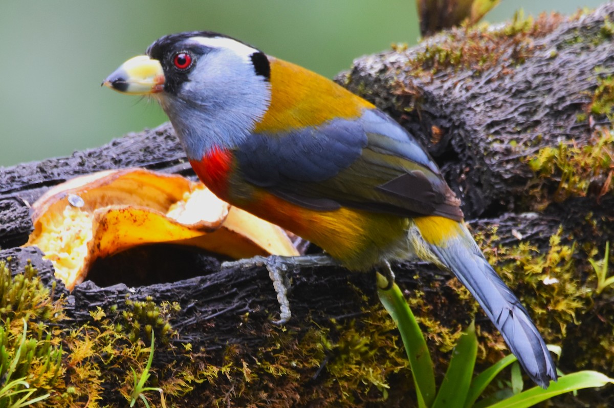 Toucan Barbet - ML620712309