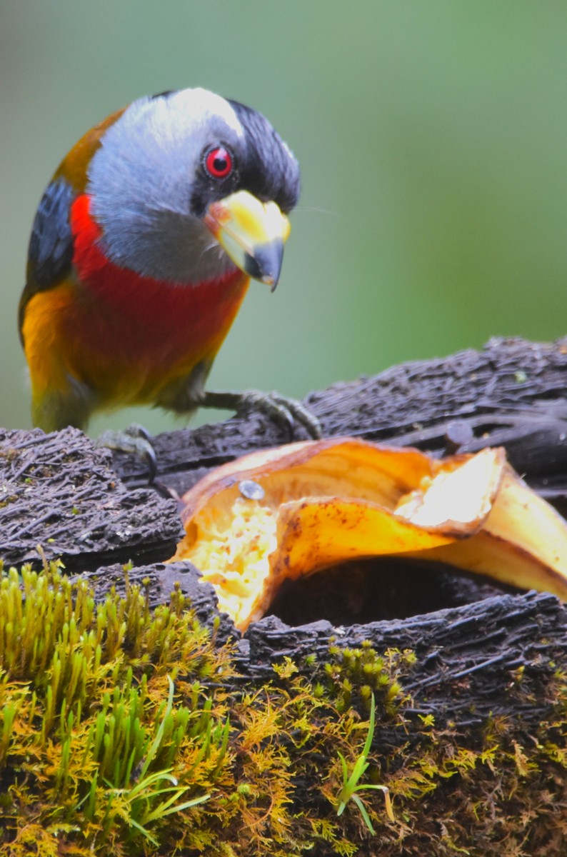 Toucan Barbet - ML620712310