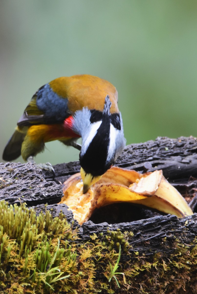 Toucan Barbet - ML620712311