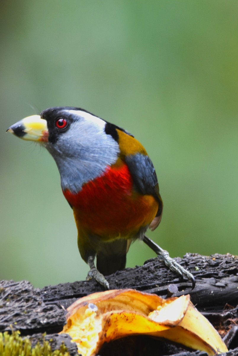 Toucan Barbet - ML620712315