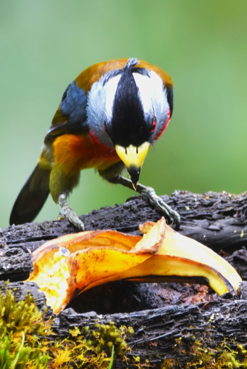 Toucan Barbet - ML620712316