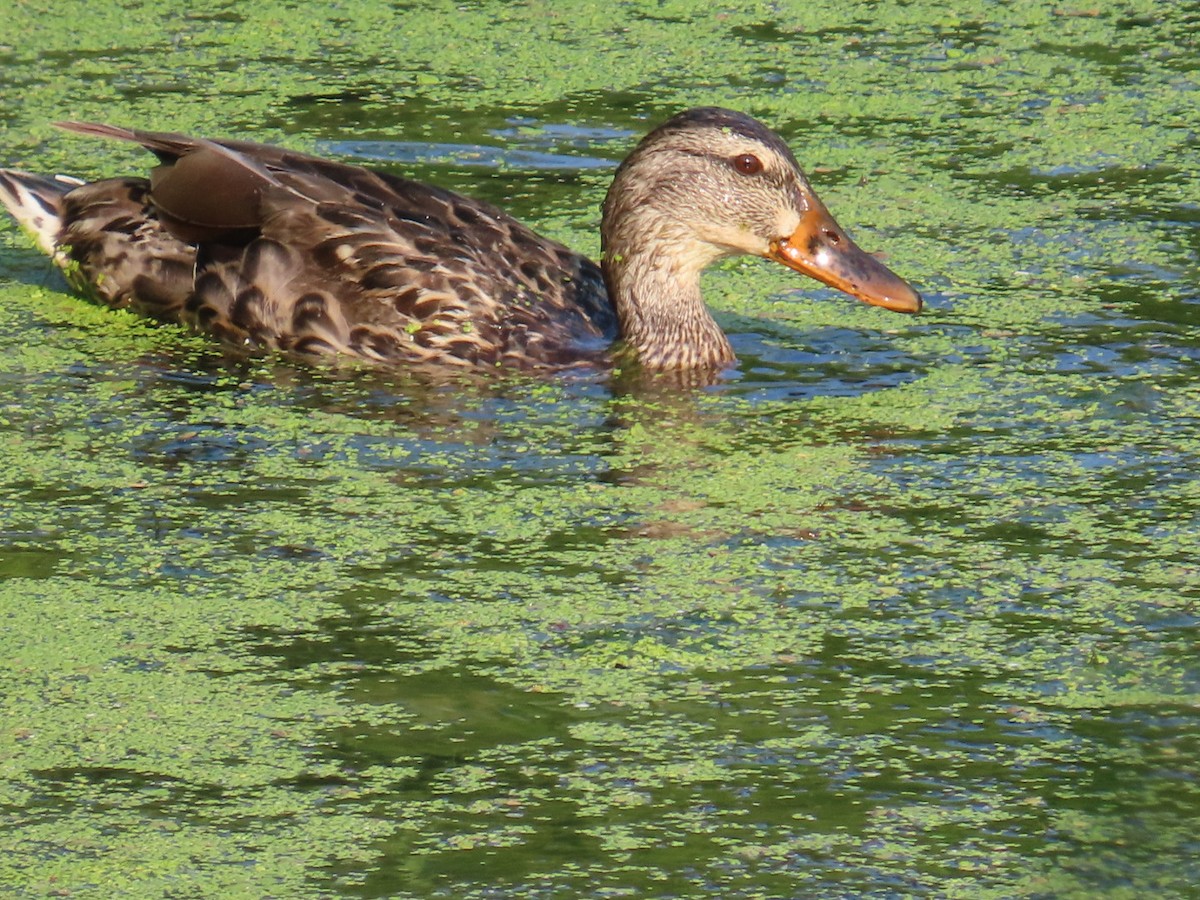 Mallard - ML620712320