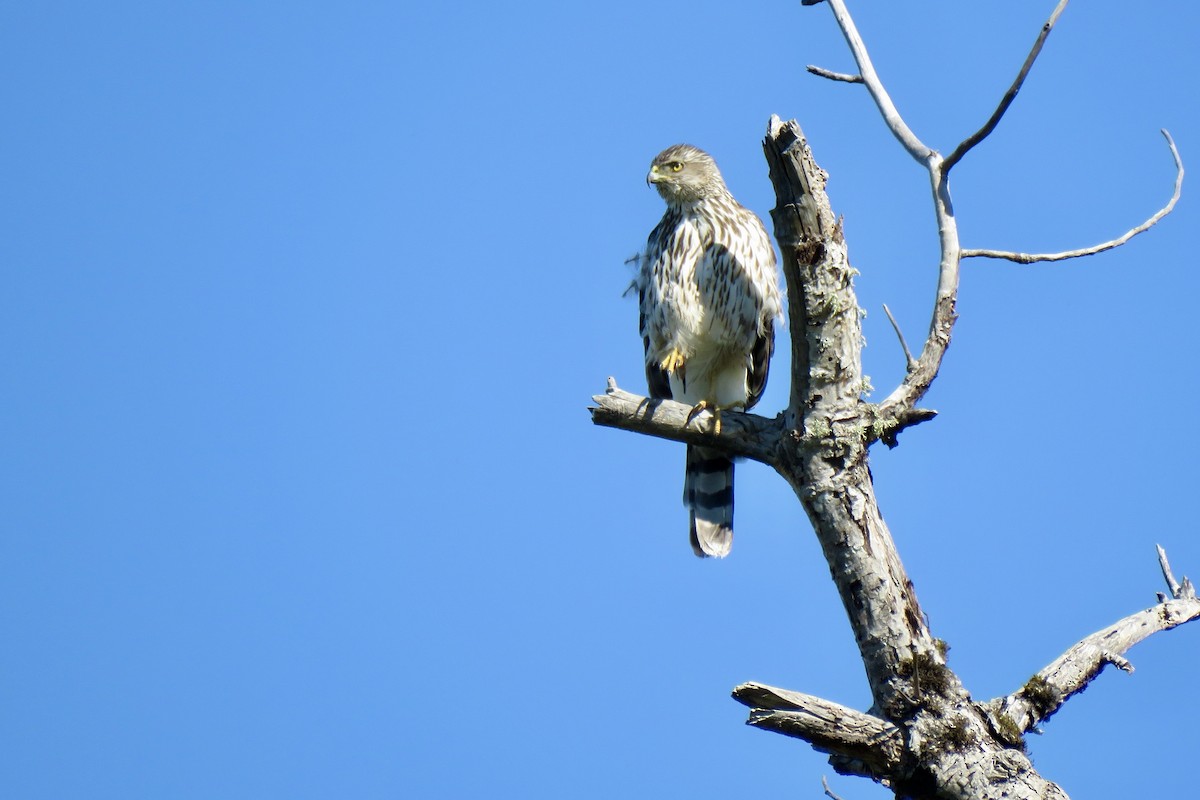 Cooper's Hawk - ML620712325