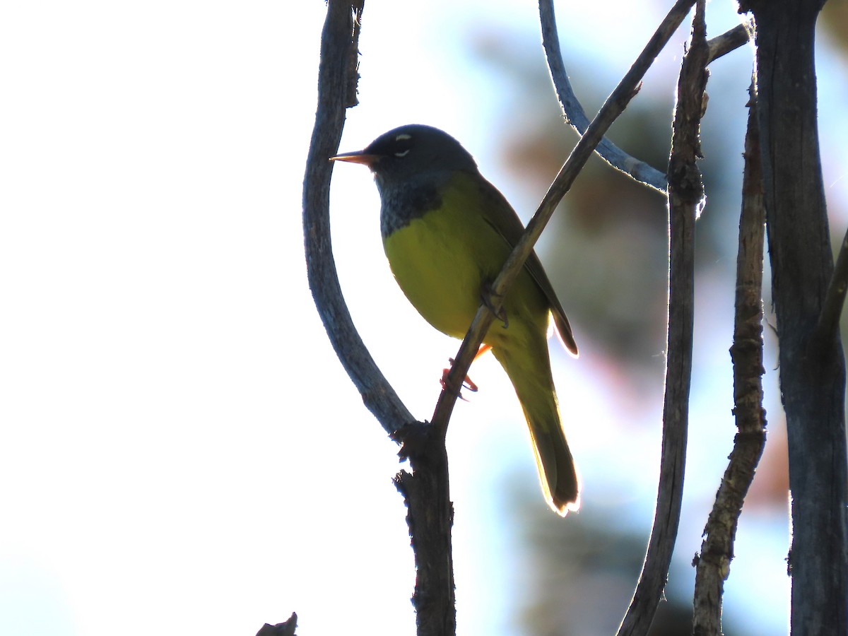 MacGillivray's Warbler - ML620712326