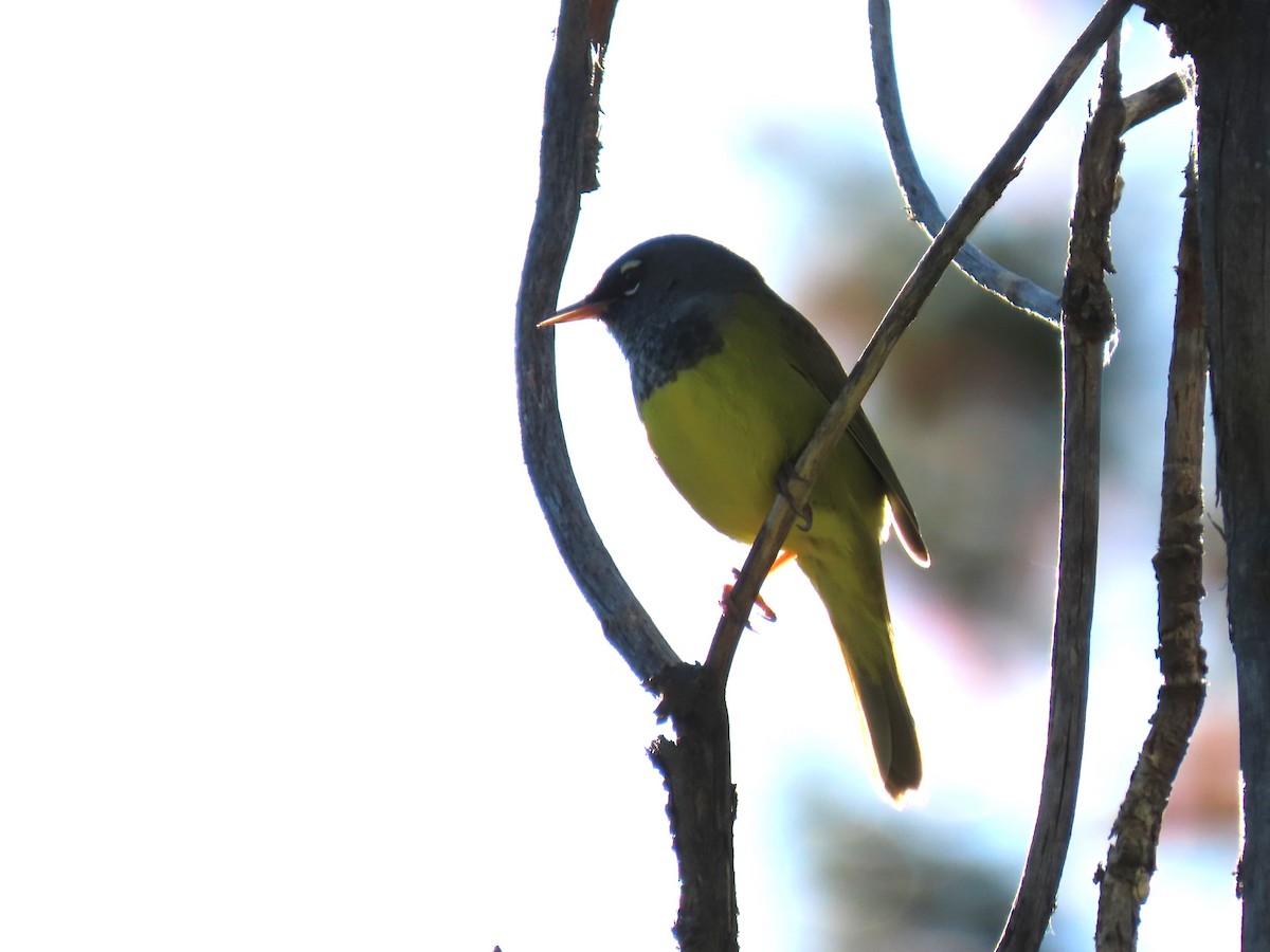 MacGillivray's Warbler - ML620712330