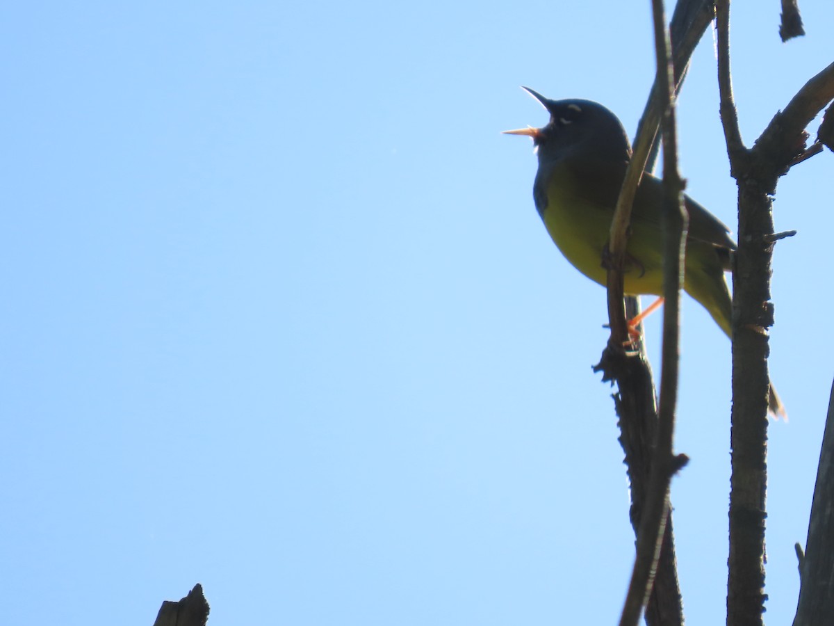 MacGillivray's Warbler - ML620712334