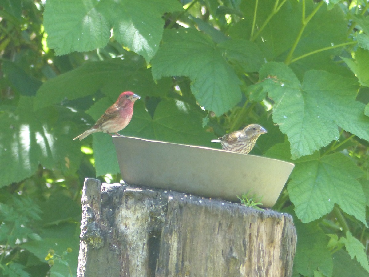 Purple Finch - ML620712338