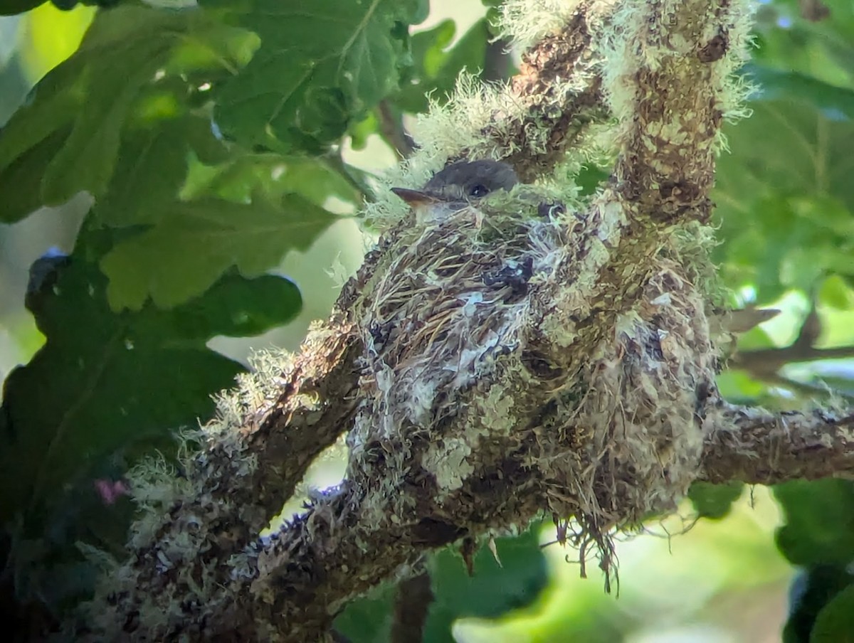 Western Wood-Pewee - Jon. Anderson