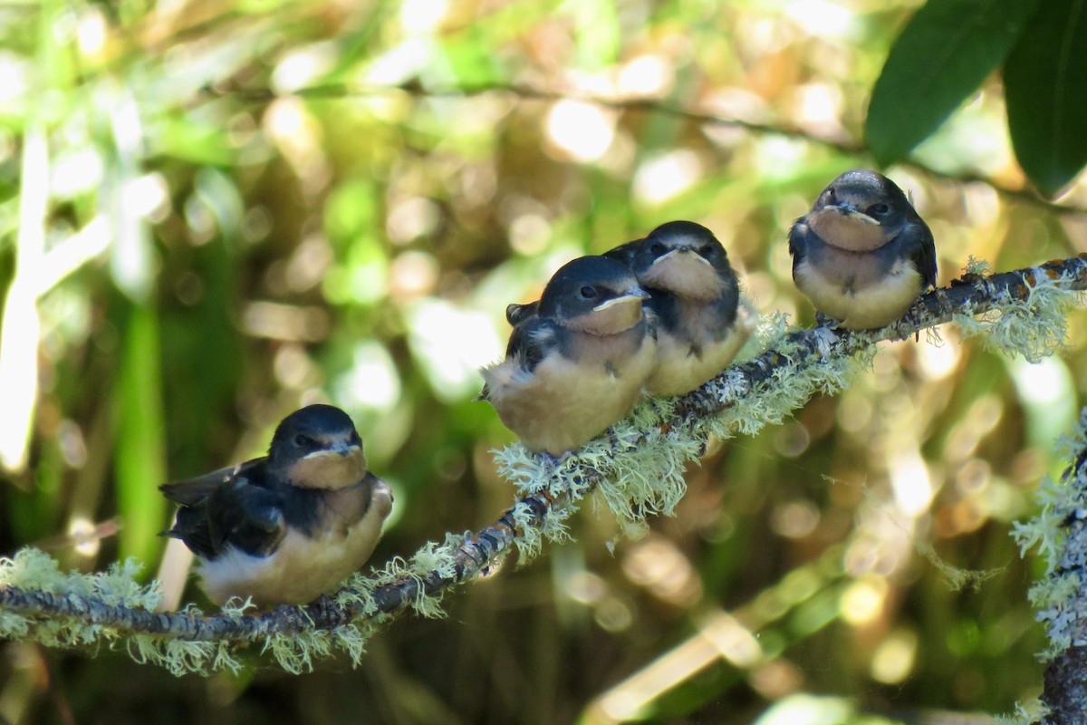 Barn Swallow - ML620712345