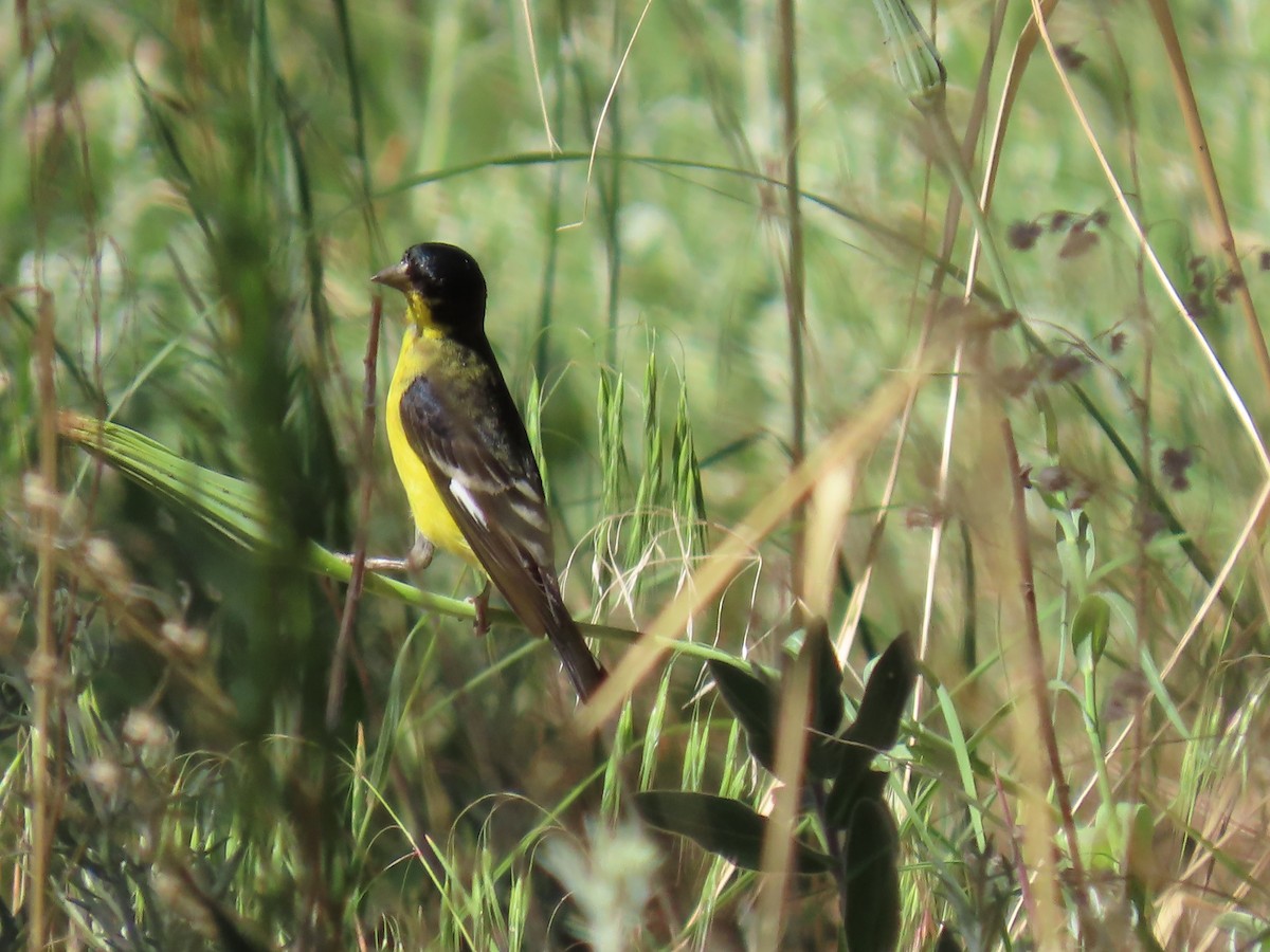 Lesser Goldfinch - ML620712351