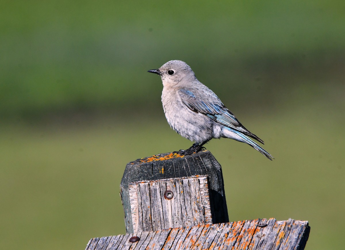 Mountain Bluebird - ML620712353