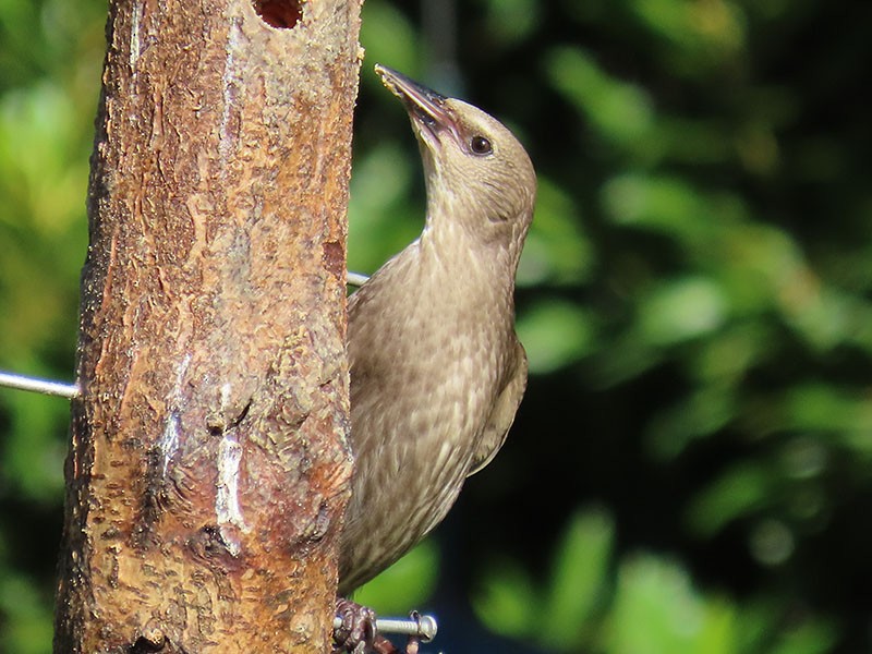 European Starling - ML620712356