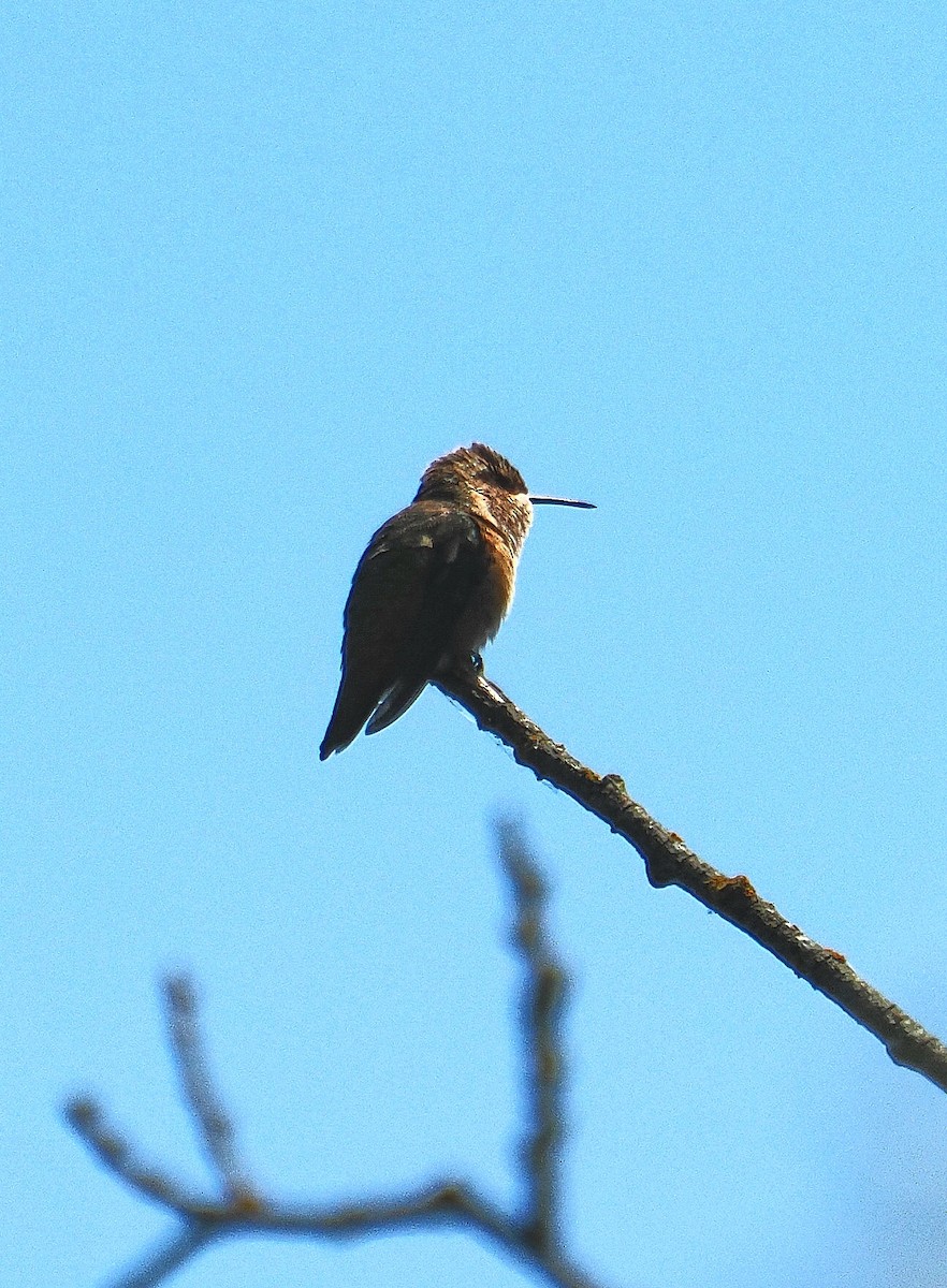 Rufous Hummingbird - ML620712358