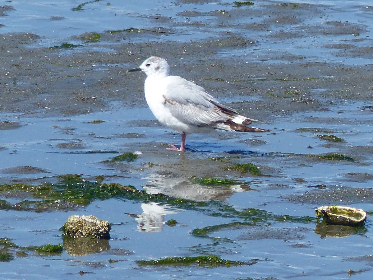 Bonaparte's Gull - ML620712360