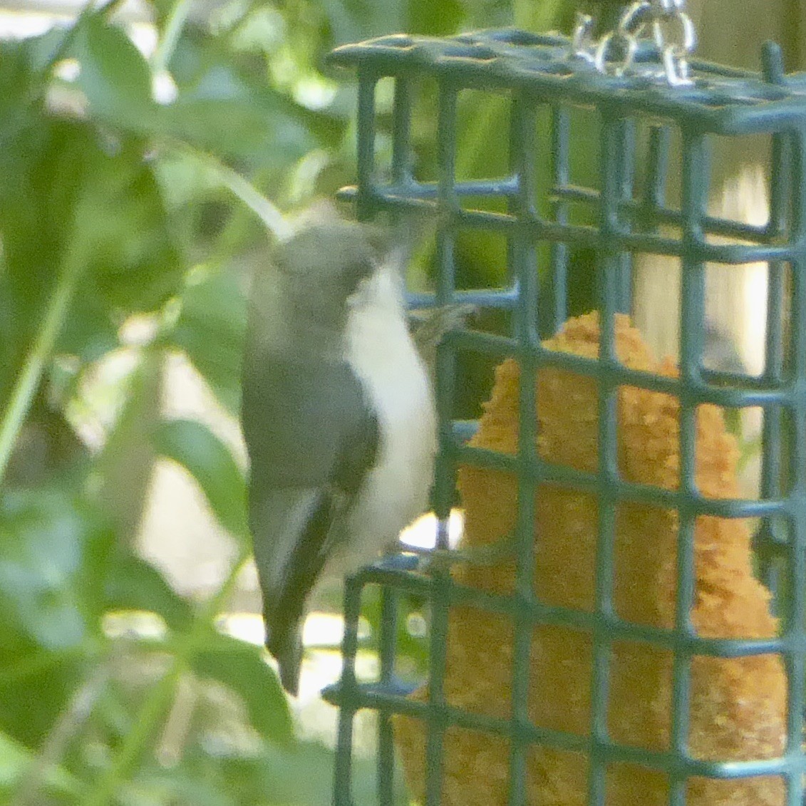 Pygmy Nuthatch - ML620712361