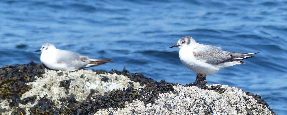 Bonaparte's Gull - ML620712364