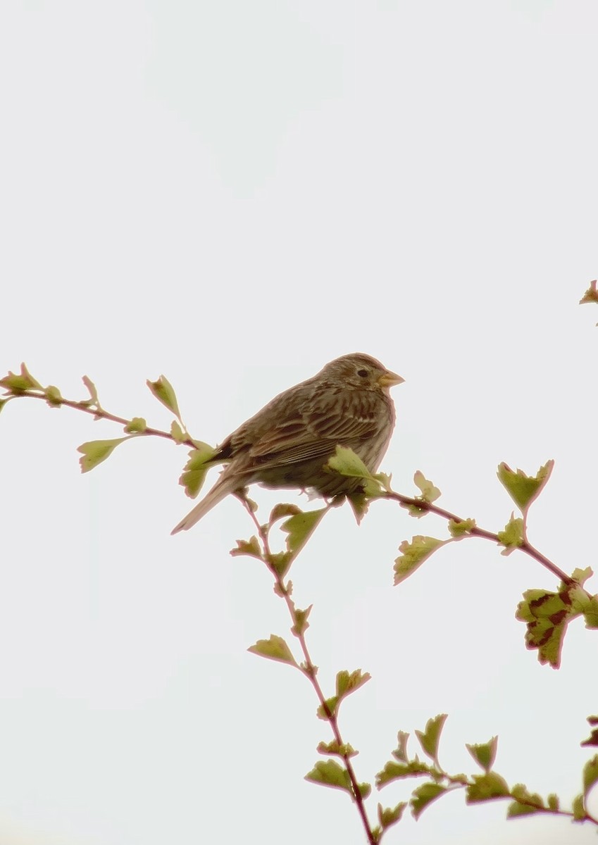 Corn Bunting - ML620712365